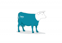 Cow (Sophie) - 